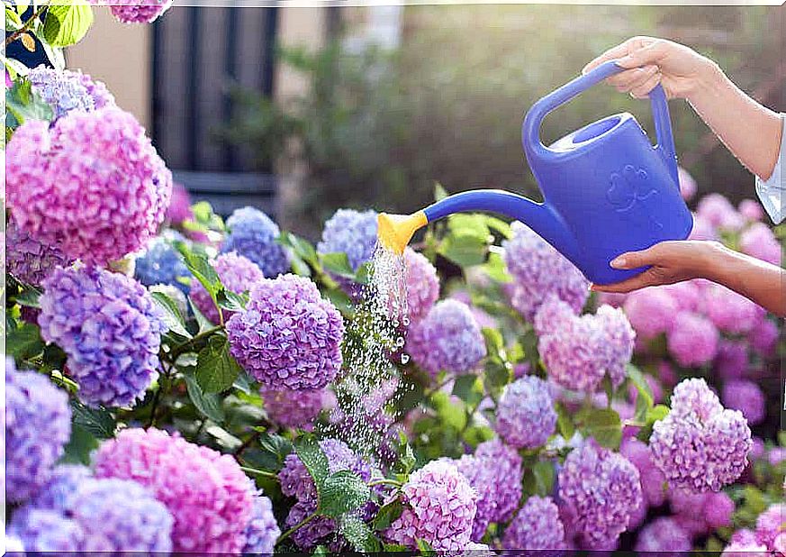 A woman waters her flowers with a watering can