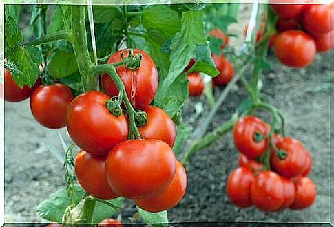 tomato plants with many tomatoes on