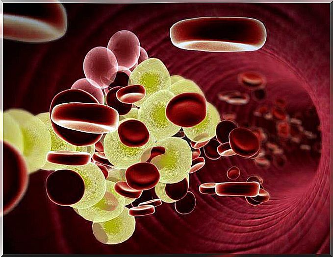 Cholesterol and red blood cells