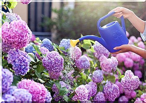 One of the best things in life is to go out and enjoy the smell of a garden full of fragrant flowers.  In fact, gardens are not only pleasing to our eyes but also to the rest of our senses;  the sense of smell, for example