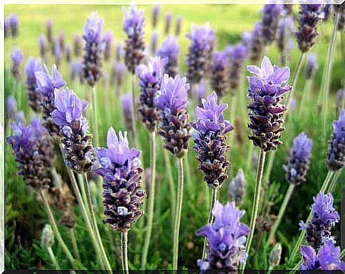 Lavender brings another familiar fresh and clean scent to your garden.  In addition, its blue-purple flowers add a vibrant, colorful mosaic to your little garden