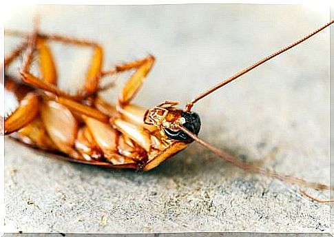 Doed cockroach