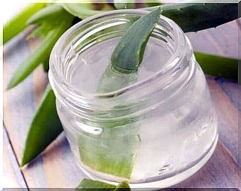 Aloe vera 