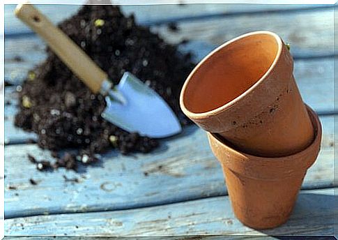 To grow tomatoes at home, you need the right pots