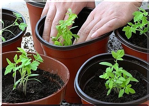 tomato plants