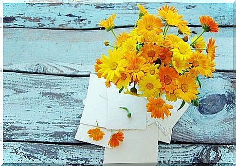 Marigold and what it can do for your health