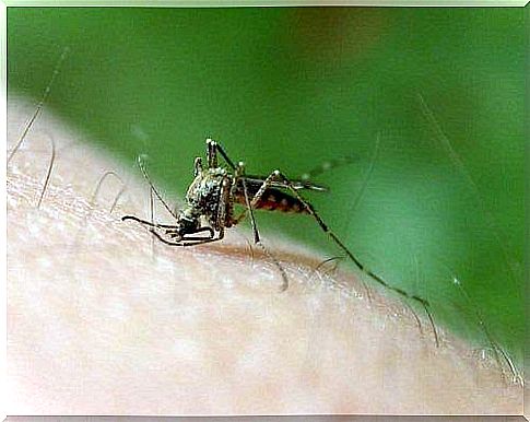 use marigold for insect bites