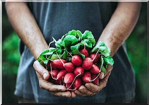 Man holding radishes in his hands