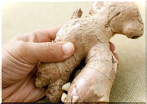 Ginger root promotes the proper absorption of nutrients