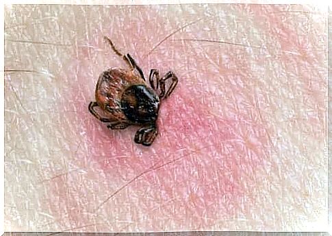 Bite bites may require treatment for Lyme disease