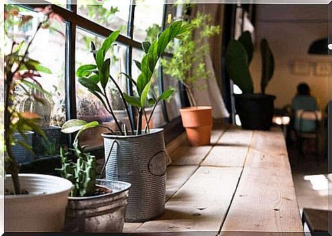 There are many benefits of plants in the home, especially for your health